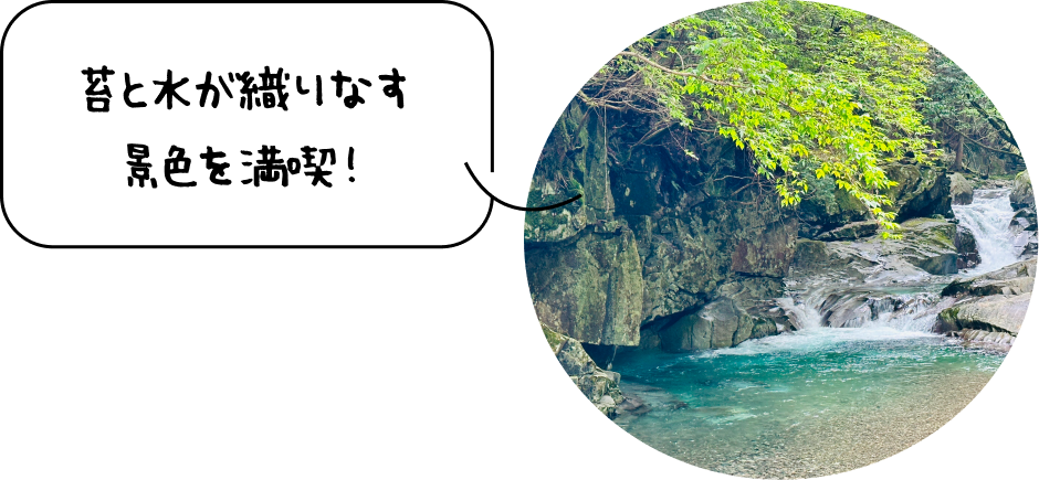 苔と水が織りなす景色を満喫！